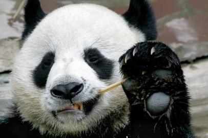  (FILES) In this file photo taken on September 3, 2005, Chuang Chuang, a giant panda on loan to Thailand from China, eats bamboo at the Chiang Mai Zoo in northern Thailand. - A beloved male giant panda on loan to Thailand from China has died aged of 19 in Chiang Mai, leaving Thais on September 17, 2019 to mourn the death of the mammal whose sex life captivated the kingdom. (Photo by Pornchai KITTIWONGSAKUL / AFP)Editoria: HUMLocal: Chiang MaiIndexador: PORNCHAI KITTIWONGSAKULSecao: animalFonte: AFPFotógrafo: STF