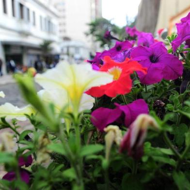  CAXIAS DO SUL, RS, BRASIL, 27/09/2019. Com a chegada da primavera intensifican-se os casos de alergias. Fotos gerais de flores, ipês, no centro da cidade. (Porthus Junior/Agência RBS)