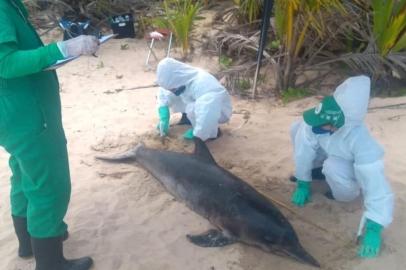 Golfinho morto devido às manchas de óleo no litoral nordestino