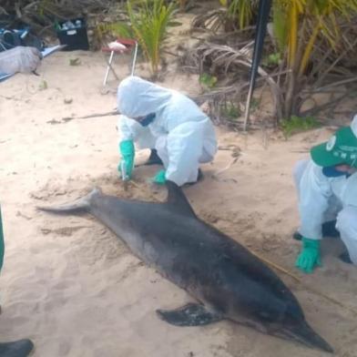 Golfinho morto devido às manchas de óleo no litoral nordestino