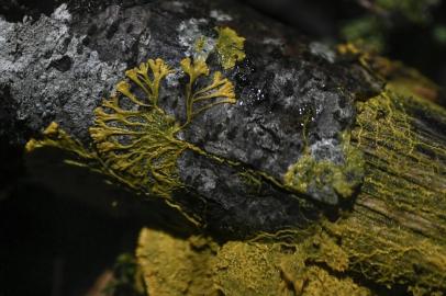  A picture taken on October 16, 2019 at the Parc Zoologique de Paris (Paris zoological gardens) shows a Physarum Polycephalum better known as a Blob, an unicellular organism neither plant, mushroom nor animal and capable of learning despite its lack of neuron. (Photo by STEPHANE DE SAKUTIN / AFP)Editoria: SCILocal: ParisIndexador: STEPHANE DE SAKUTINSecao: natural scienceFonte: AFPFotógrafo: STF