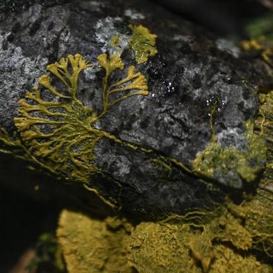  A picture taken on October 16, 2019 at the Parc Zoologique de Paris (Paris zoological gardens) shows a Physarum Polycephalum better known as a Blob, an unicellular organism neither plant, mushroom nor animal and capable of learning despite its lack of neuron. (Photo by STEPHANE DE SAKUTIN / AFP)Editoria: SCILocal: ParisIndexador: STEPHANE DE SAKUTINSecao: natural scienceFonte: AFPFotógrafo: STF