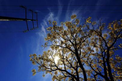 PORTO ALEGRE, RS, BRASIL, 19-09-2018: Ipê-amarelo na avenida Ipiranga, às margens do arroio Dilúvio. Roteiro de árvores nativas em Porto Alegre. (Foto: Mateus Bruxel / Agência RBS)