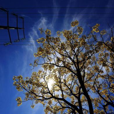 PORTO ALEGRE, RS, BRASIL, 19-09-2018: Ipê-amarelo na avenida Ipiranga, às margens do arroio Dilúvio. Roteiro de árvores nativas em Porto Alegre. (Foto: Mateus Bruxel / Agência RBS)