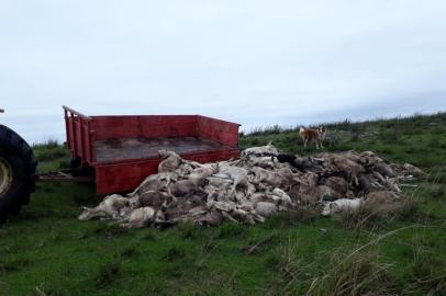 Mais de duas mil ovelhas morrem de frio na fronteira oeste