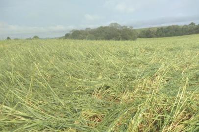 Lavoura de cereais devastada por granizo em Lagoa Vermelha.