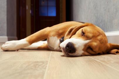  PORTO ALEGRE, RS, BRASIL, 22/10/2019- Sono dos dogs. (Foto: Soloviova Liudmyla / stock.adobe.com)Indexador: solovyovaFonte: 55901007Fotógrafo: Slleeping beagle dog on the wood