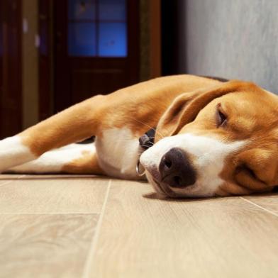  PORTO ALEGRE, RS, BRASIL, 22/10/2019- Sono dos dogs. (Foto: Soloviova Liudmyla / stock.adobe.com)Indexador: solovyovaFonte: 55901007Fotógrafo: Slleeping beagle dog on the wood