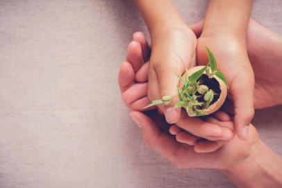  mãos de adultos e crianças segurando mudas de plantas em casca de ovo, jardinagem ecológica, educação montessori, conceito de responsabilidade social CSR CorperateFonte: 177717249