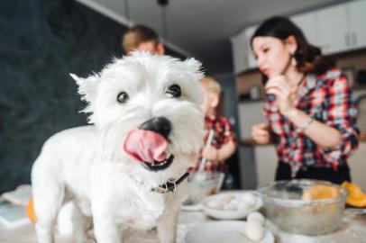 Dog on the kitchen table. Happy family in the kitchenPORTO ALEGRE, RS, BRASIL, 24/10/2019 - Cachorro com a ligua de fora . (Foto: teksomolika / stock.adobe.com)Fonte: 194073893