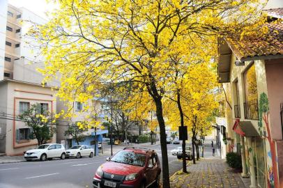  CAXIAS DO SUL, RS, BRASIL, 27/09/2019. Com a chegada da primavera intensifican-se os casos de alergias. Fotos gerais de flores, ipês, no centro da cidade. (Porthus Junior/Agência RBS)