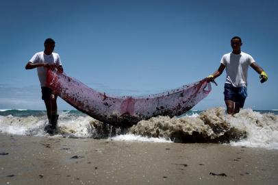  Volunteers are seen removing oil spilled on Paiva beach located in the city of Cabo de Santo Agostinho, Pernambuco state, Brazil, on October 21, 2019. - Large blobs of oil staining more than 130 beaches in northeastern Brazil began appearing in early September and have now turned up along a 2,000km stretch of the Atlantic coastline. The source of the patches remain a mystery despite President Jair Bolsonaros assertions they came from outside the country and were possibly the work of criminals. (Photo by LEO MALAFAIA / AFP)Editoria: ENVLocal: Cabo de Santo AgostinhoIndexador: LEO MALAFAIASecao: environmental pollutionFonte: AFPFotógrafo: STR