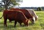 Carne do pampa gaúcho terá selo comercial