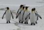 Malvinas apostam em seus pinguins-reis para aquecer turismo natural