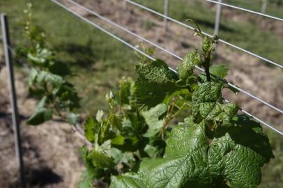  DOM PEDRITO- RS- BRASIL, 28/10/2019 - Produtores de uvas e oliveiras estão tendo prejuízos na lavoura, por causa do uso do herbicida 2,4 D usado pelos produtores de soja.   FOTO FERNANDO GOMES/ZERO HORA.