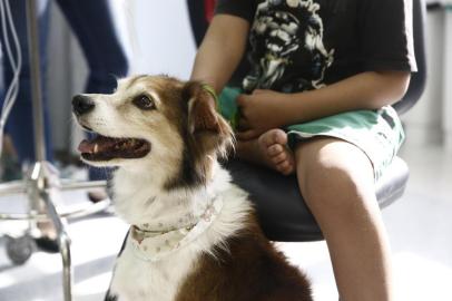  PORTO ALEGRE, RS, BRASIL - 2018.04.25 - Hospital de Clínicas leva a Pet Terapia para a la de câncer infantil. As crianças recebem a visita do cão Buzz e seu adestrador Jone Cardoso. (Foto: ANDRÉ ÁVILA/Agência RBS)