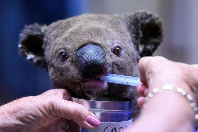 A dehydrated and injured Koala receives treatment at the Port Macquarie Koala Hospital in Port Macquarie on November 2, 2019, after its rescue from a bushfire that has ravaged an area of over 2,000 hectares. - Hundreds of koalas are feared to have burned to death in an out-of-control bushfire on Australia's east coast, wildlife authorities said October 30. (Photo by SAEED KHAN / AFP)