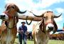 Charla, chimarrão e shows: Gravataí sedia 32ª edição de tradicional carreteada