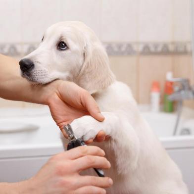 owner grooming his dog at homePORTO ALEGRE, RS, BRASIL,Manicure para cachorro. Higiene canina. (Foto: Iurii Sokolov / stock.adobe.com)Fonte: 98688001