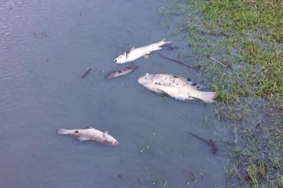 OSÓRIO, RS,  BRASIL - 12/11/2019: Mortandade de peixes registrada na Lagoa da Pinguela, em Osório, às margens da BR-101.