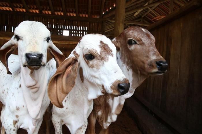 Desde 1989, Conceição cria animais da raça gir leiteiro na Região Metropolitana