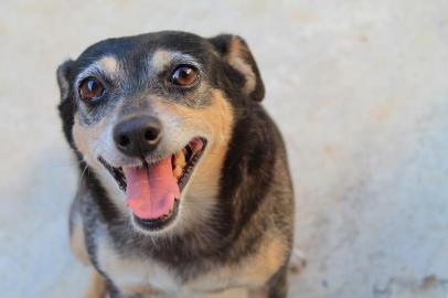  Cachorro Feliz Vira-lata (sem raça definida) Alegre adoçãoFonte: 195263688