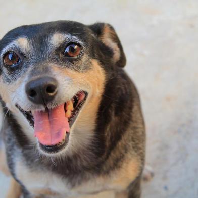  Cachorro Feliz Vira-lata (sem raça definida) Alegre adoçãoFonte: 195263688