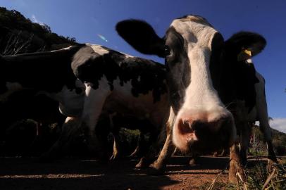 NOVA PETRÓPOLIS, RS, BRASIL, 21/08/2019 - Produtores reclamam da queda e do baixo preço pago pelo leite. NA FOTO: propriedade de Jocemir e Gessi Boone, produtores de leite de Nova Petrópolis. (Marcelo Casagrande/Agência RBS)