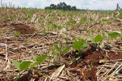 Plantio da soja, Três Passos, região Noroeste