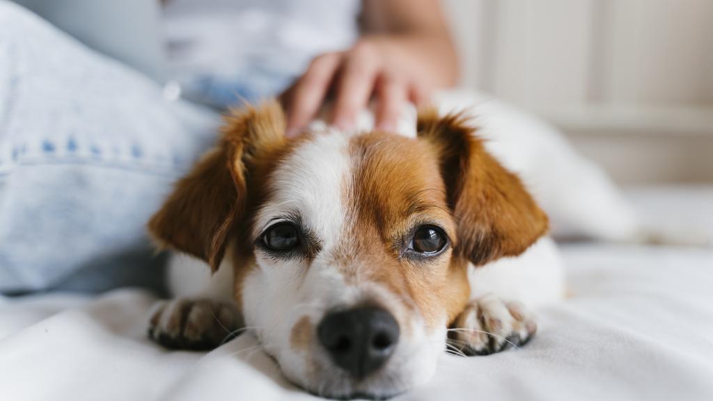 Saiba como ensinar seu cão a não subir no sofá | Donna