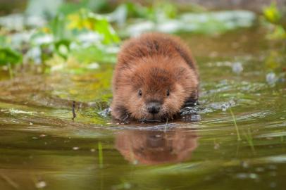  PORTO ALEGRE, RS, BRASIL, Castor canadensis (Foto: hkuchera / stock.adobe.com)Indexador: Holly KucheraFonte: 196679654Fotógrafo: Photographer