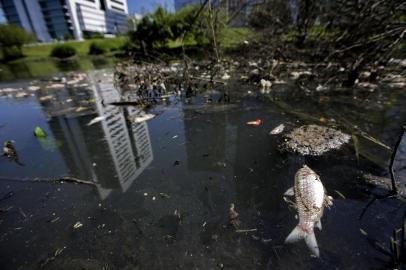  PORTO ALEGRE, RS, BRASIL, 21/11/2019- Peixes mortos no Arroio Dilúvio. (FOTOGRAFO: LAURO ALVES / AGENCIA RBS)