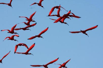  O vermelho escarlate que tinge o céu a cada voo chama atenção do observador mais desavisado, que logo os associa aos flamingos. Com sua exuberante plumagem, os guarás (Eudocimus ruber) estão de volta a Florianópolis. A revoada das aves não era vista havia mais de 200 anos, segundo pesquisadores da UFSC (Universidade Federal de Santa Catarina). O fenômeno mobilizou observadores da fauna na cidade. Entre os possíveis motivos da volta dos guarás, dizem estudiosos, está a recuperação de mangues na ilha, onde essas aves podem se alimentar.