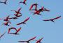 Após 200 anos, pássaros que parecem flamingos voltam a colorir céu de Florianópolis