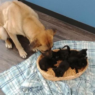 Serenity the dog  stands next to a litter of kittens at a shelter in Chatham, Ontario on November 17, 2019. - Good with cats: a stray dog found on the side of a road on a cold Canadian night keeping a litter of kittens warm needs a home. The two-year-old female mongrel, named Serenity by animal rescue officials, was discovered in a ditch on the side of a rural road near Chatham, Ontario a week ago. (Photo by Handout / Pet And Wildlife Rescue / AFP) / RESTRICTED TO EDITORIAL USE - MANDATORY CREDIT AFP PHOTO / Pet And Wildlife Rescue/ HO - NO MARKETING - NO ADVERTISING CAMPAIGNS - DISTRIBUTED AS A SERVICE TO CLIENTS / The erroneous mention[s] appearing in the metadata of this photo by Handout has been modified in AFP systems in the following manner: [Serenity ] instead of [Serenty]. Please immediately remove the erroneous mention[s] from all your online services and delete it (them) from your servers. If you have been authorized by AFP to distribute it (them) to third parties, please ensure that the same actions are carried out by them. Failure to promptly comply with these instructions will entail liability on your part for any continued or post notification usage. Therefore we thank you very much for all your attention and prompt action. We are sorry for the inconvenience this notification may cause and remain at your disposal for any further information you may require.