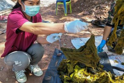 In this handout photo released by the Office of Protected Area Region 13 on November 26, 2019 and taken on November 25, a veterinarian holds a piece of underwear recovered from the stomach of a dead deer at Khun Sathan National Park in Thailands Nan province. - A wild deer was found dead after swallowing 7 kilograms (15 pounds) of plastic bags and other trash in Thailand, an official said November 26, raising the alarm on waste littering the countrys waters and forests. (Photo by Handout / Office of Protected Area Region 13 / AFP) / -----EDITORS NOTE --- RESTRICTED TO EDITORIAL USE - MANDATORY CREDIT AFP PHOTO / Office of Protected Area Region 13 - NO MARKETING - NO ADVERTISING CAMPAIGNS - DISTRIBUTED AS A SERVICE TO CLIENTS