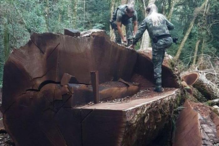 Polícia Ambiental de SC / Divulgação