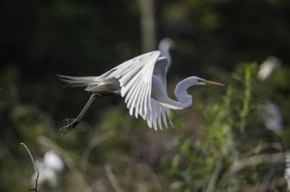  PORTO ALEGRE, RS, BRASIL - 25.11.2019 - Primeiro clube de observadores de pássaros do país, Parque Marechal Mascarenhas de Morais, bairro Humaitá. (Foto: André Ávila/Agencia RBS)Indexador: Andre Avila