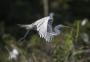 Por que Porto Alegre se tornou uma cidade xódo de observadores de aves