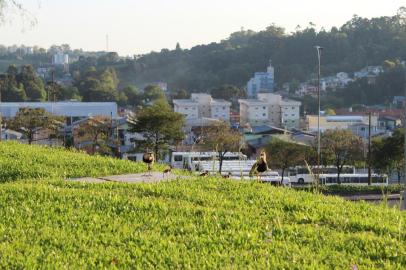 Família de quero-queros em área do complexo da Visate cresceu. Pais ganharão quatro filhotes.