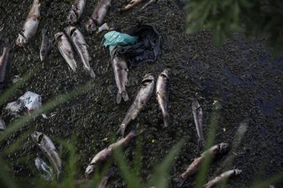  PORTO ALEGRE, RS, BRASIL - 02.12.2019 - Pela segunda vez no período de 11 dias, uma grande quantidade de peixes mortos foi encontrada no Arroio Dilúvio, junto à Avenida Ipiranga, em Porto Alegre, na manhã desta segunda-feira (2). Em alguns pontos, os animais ficaram acumulados às margens do curso dágua. A maior concentração de animais mortos estava nos cruzamentos da Ipiranga com as avenidas João Pessoa e Praia de Belas. (Foto: Jefferson Botega/Agencia RBS)Indexador: Jeff Botega