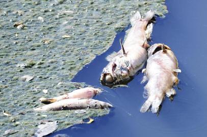  PORTO ALEGRE, RS, BRASIL,03/12/2019- Peixes mortos no Arroio Dilúvio. (FOTOGRAFO: RONALDO BERNARDI / AGENCIA RBS)