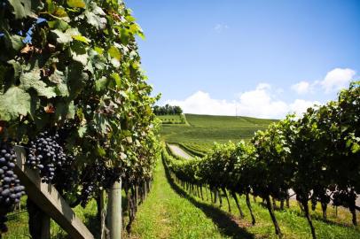 Vale dos Vinhedos , safra de uva, produlção de uva, colheita de uvas, Bento Gonçalves