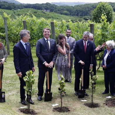  BENTO GONÇALVES, RS, BRASIL, 05-12-2019: Plantio de vinhas pelos presidentes Mauricio Macri (Argentina), Jair Bolsonaro (Brasil), Mario Abdo (Paraguai) e Lucia Topolansky (Uruguai), presentes à Cúpula do Mercosul, no Hotel e Spa do Vinho, em Bento Gonçalves. (Foto: Mateus Bruxel / Agência RBS)<!-- NICAID(14349069) -->