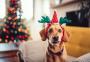 Entenda por que se deve ter cuidado com os pets ao decorar a casa para o Natal