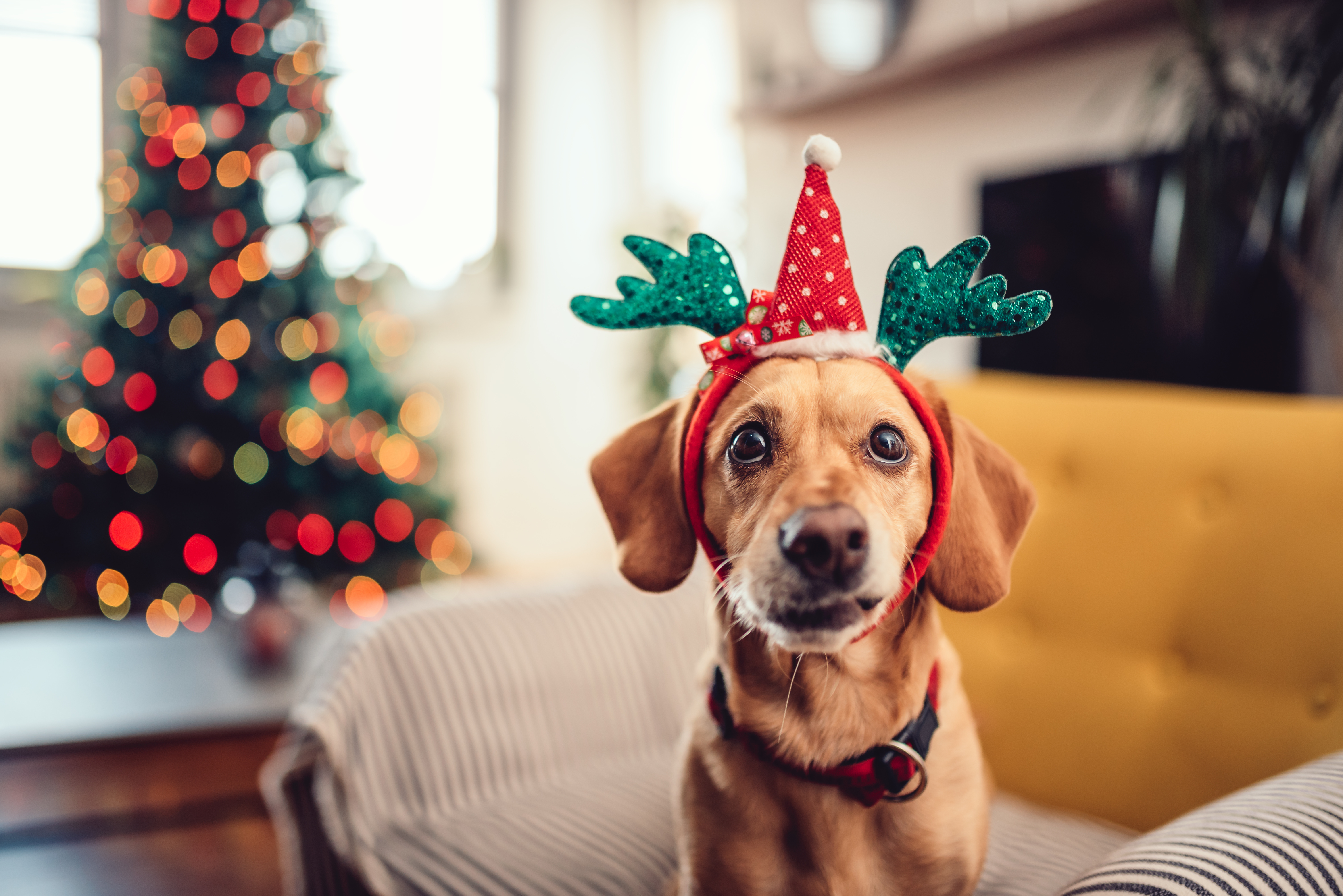 Saiba Como Decorar Casinha de Cachorro