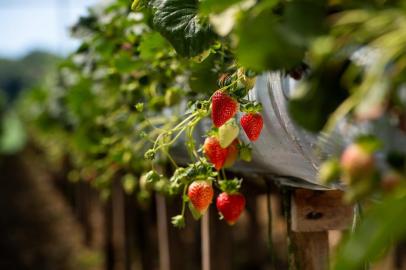  CAXIAS DO SUL, RS, BRASIL, 03/12/2019- Controle biológico de pragas: uso de ácaros para combater pragas na produção de morangos. Granja Andreazza. (Foto: Mauro Stoffel / Especial)Indexador: Mauro Stoffel