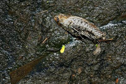  PORTO ALEGRE, RS, BRASIL, 06-12-2019: Camada de esgoto cria uma crosta de sujeira e lixo no final do Arroio Dilúvio, próximo do Shopping Praia de Belas e Parque Marinha do Brasil (FOTO FÉLIX ZUCCO/AGÊNCIA RBS, Editoria de Porto Alegre).