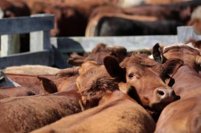  ROSÁRIO DO SUL, RS, BRASIL - 2016.09.26 - O caminho do boi. Animais que serão abatidos são preparados para transporte, na fazenda Santa Maria, em Rosário do Sul. (Foto: ANDRÉ ÁVILA/ Agência RBS)Indexador: Andre Avila<!-- NICAID(12473306) -->