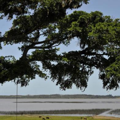  CAXIAS DO SUL, RS,  BRASIL, 09/12/2019A Área de Preservação Ambiental (APA) Itapeva, em Torres, completou 20 anos no dia 7 de dezembro, como importante unidade de conservação e biodiversidade em fauna e flora, incluindo espécies protegidas como as Bromélias e, entre os animais, o Tuco-tuco.(Lucas Amorelli/Agência RBS)